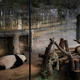 Illustration for article titled Zoos Are Screwed